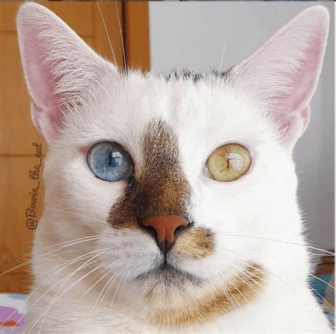 odd-eyed cat|heterochromia cats for sale.